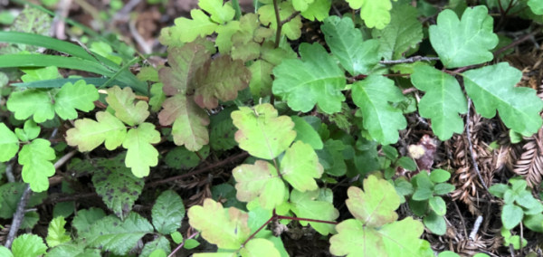 Make your property safe. The removal of Poison Oak should be left to our experts at Alex’s Gardening Service. | Alex's Gardening Services