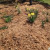 Have us add the mulch to your soil, and see the improvements for yourself! | Alex's Gardening Services