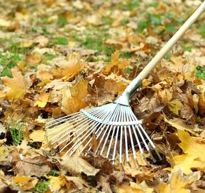 Yard clean up services in Mendocino County . Yard clean up services in Fort Bragg California | Alex's Gardening Services