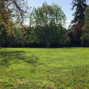 Commercial Landscape Maintenance Services in Mendocino County. Commercial Landscape Maintenance Services in Fort Bragg and Ukiah California | Alex's Gardening Services